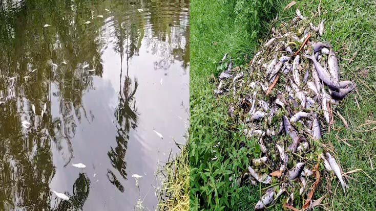 রংপুরে টিকে গ্রুপের কারখানার বিষাক্ত শিল্পবর্জ্যে মরছে মাছ