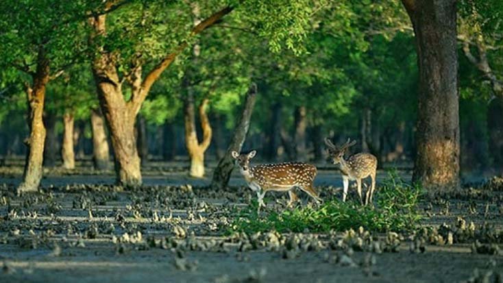 সুন্দরবন রক্ষায় ৪ হাজার কোটি টাকা দেবে জাতিসংঘ