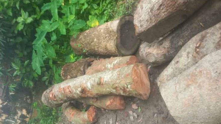 কাশিয়ানীতে সরকারি পুকুরের গাছ বিক্রির অভিযোগ, সোহেলের বিরুদ্ধে